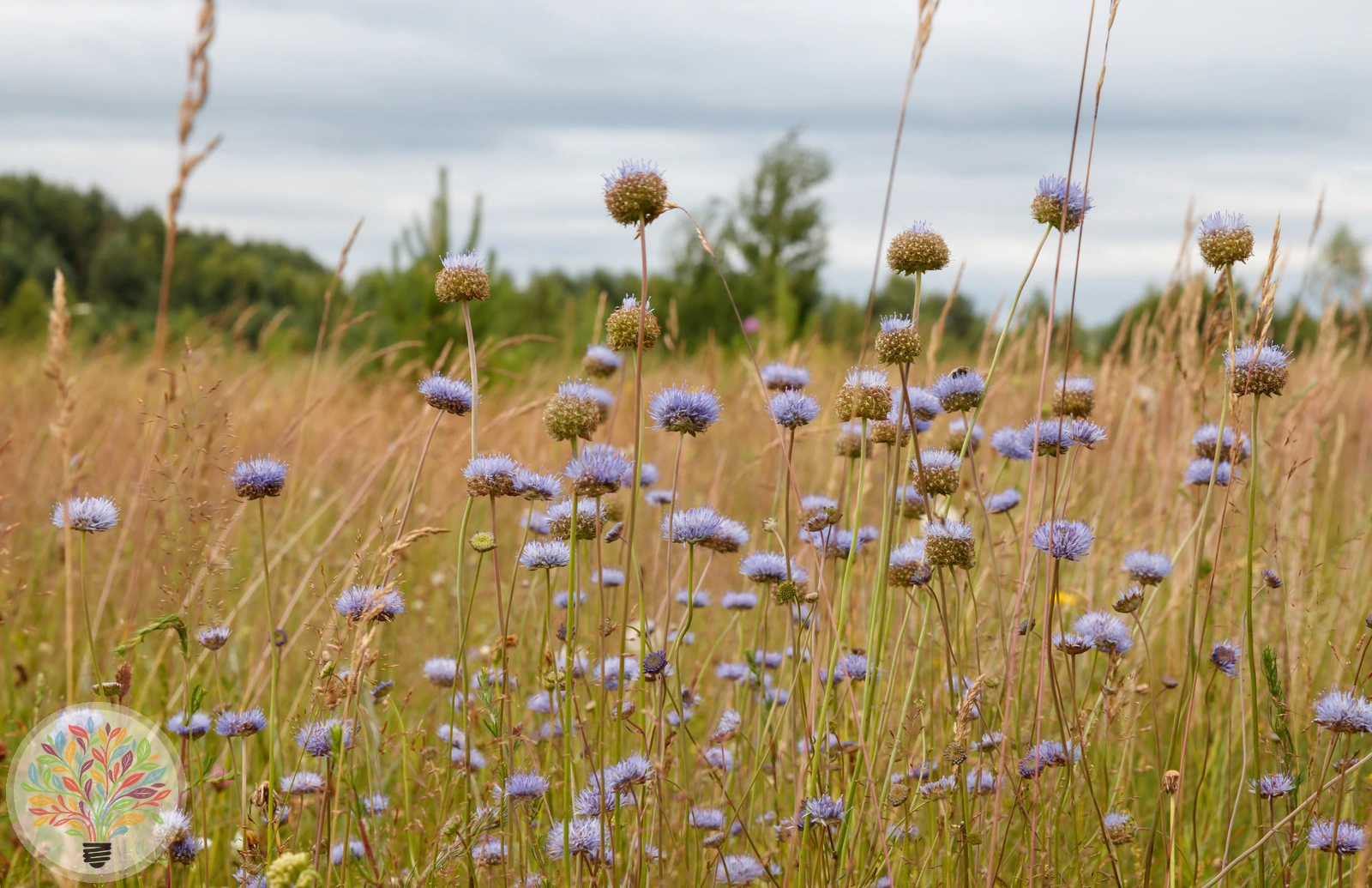 Berg-Jasione – Bild 2 von 4