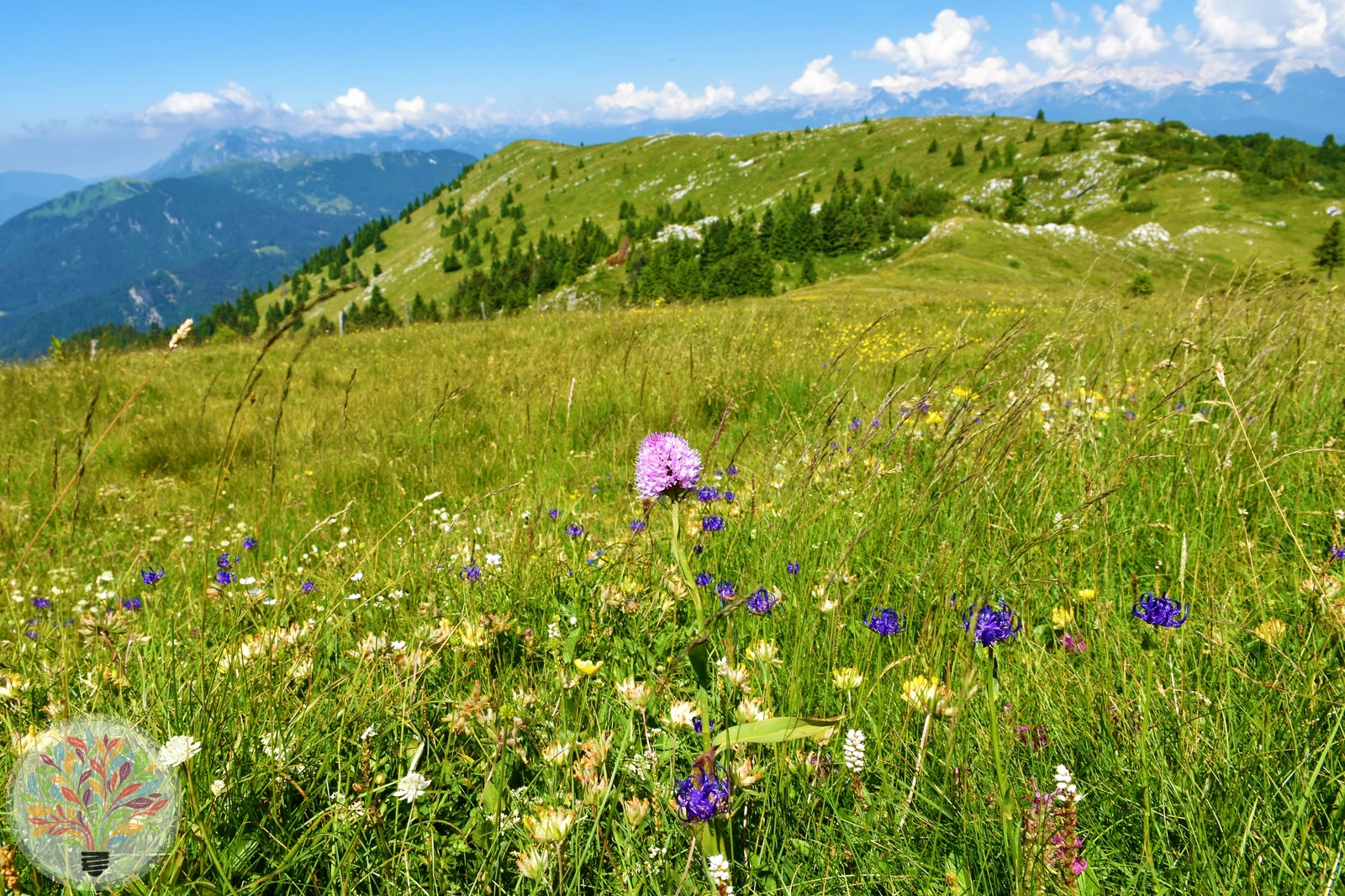 Rote Kugelorchis – Bild 1 von 2