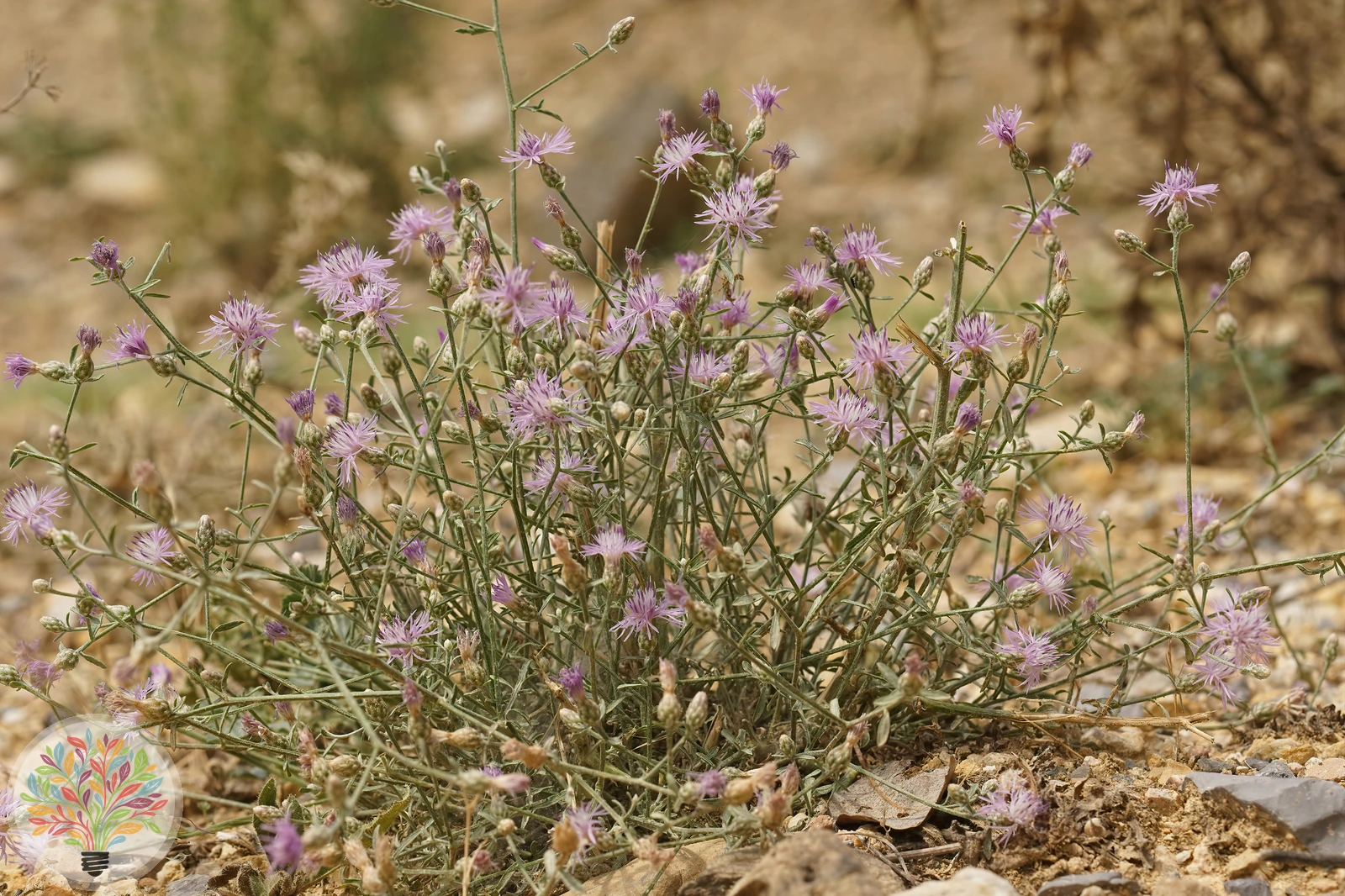 Wiesen-Flockenblume – Bild 2 von 2
