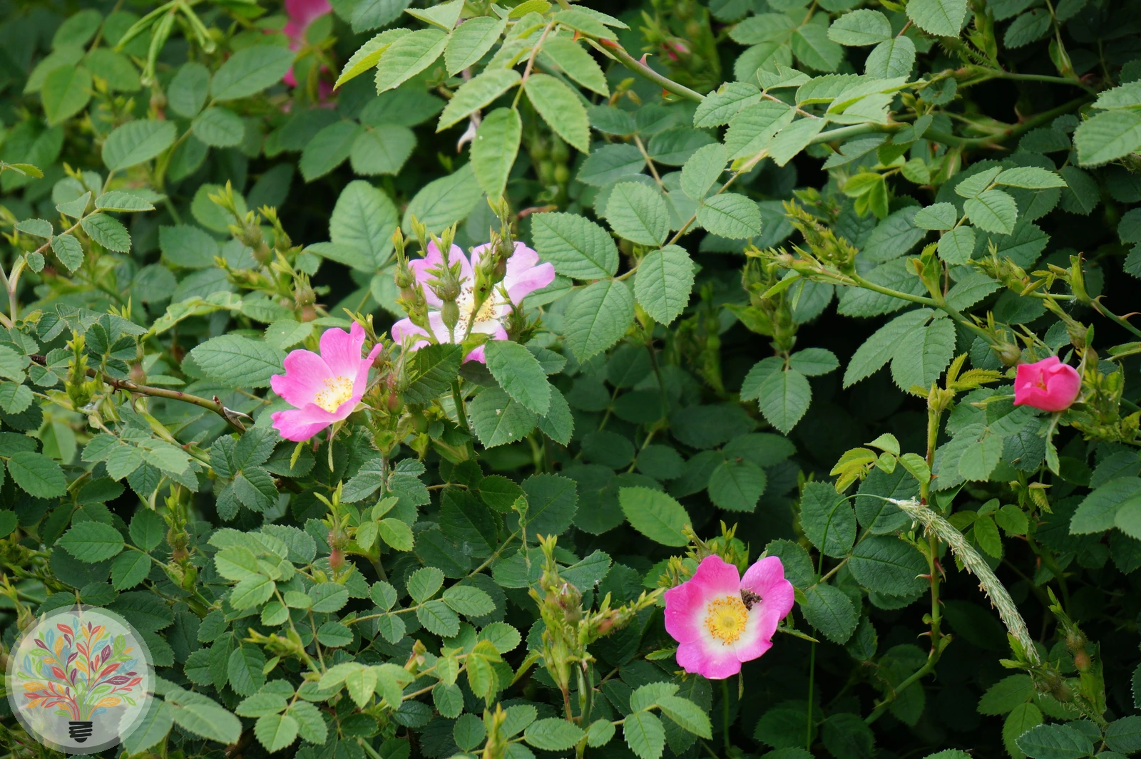 Apfel-Rose – Bild 2 von 4
