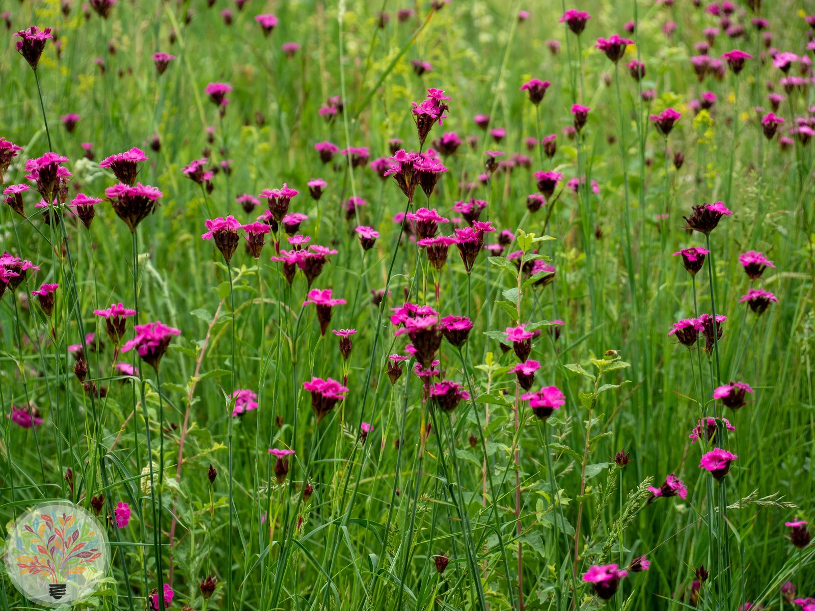 Kartäuser-Nelke – Bild 1 von 2