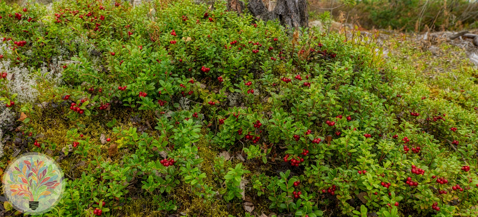 Vaccinium vitis-idaea – Afbeelding 4 van 6