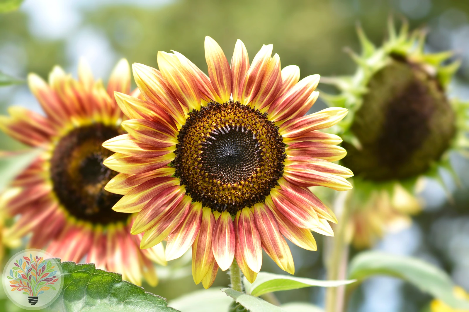 Helianthus annuus – Afbeelding 4 van 6