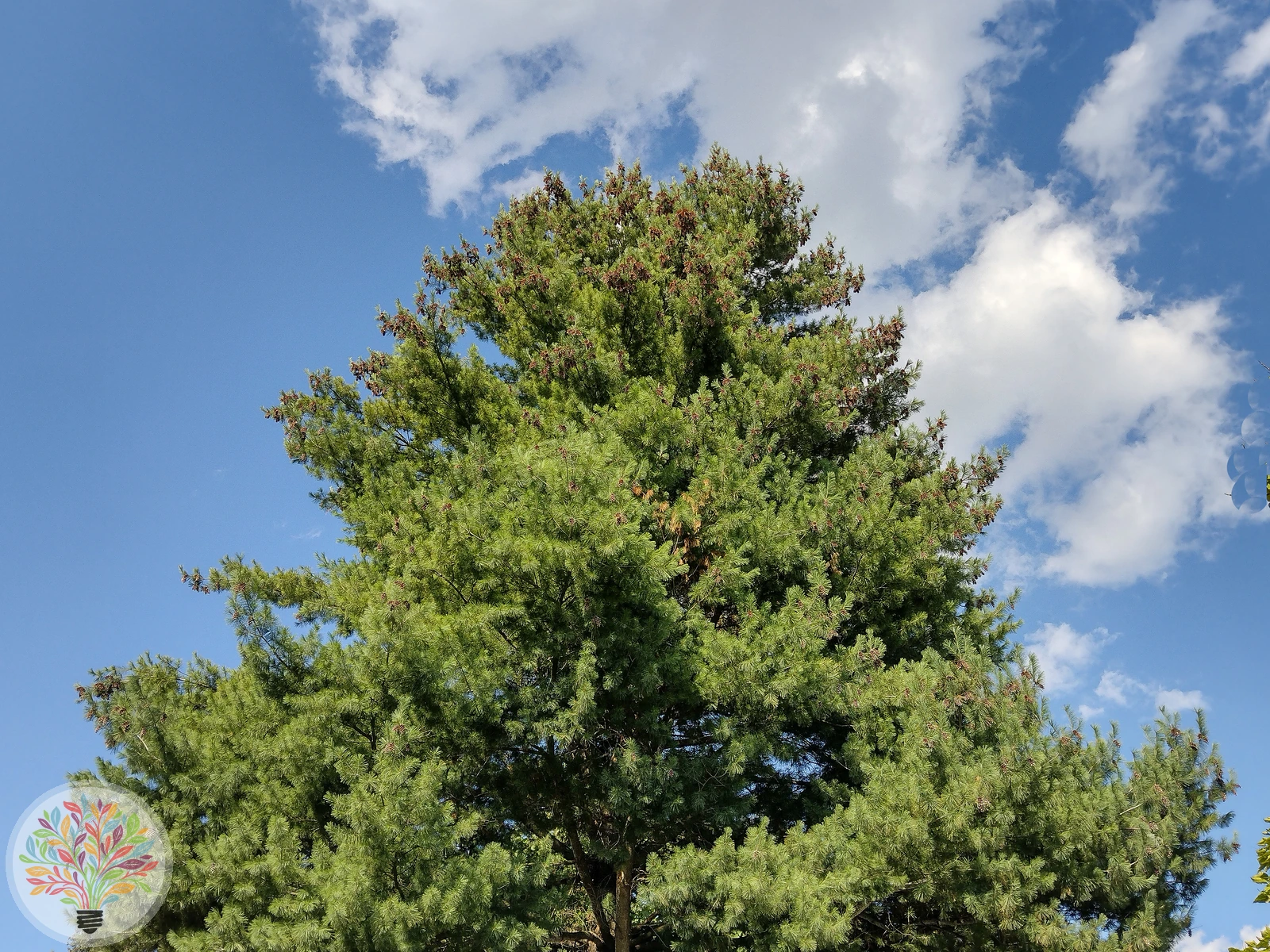 Pinus strobus – Afbeelding 1 van 5