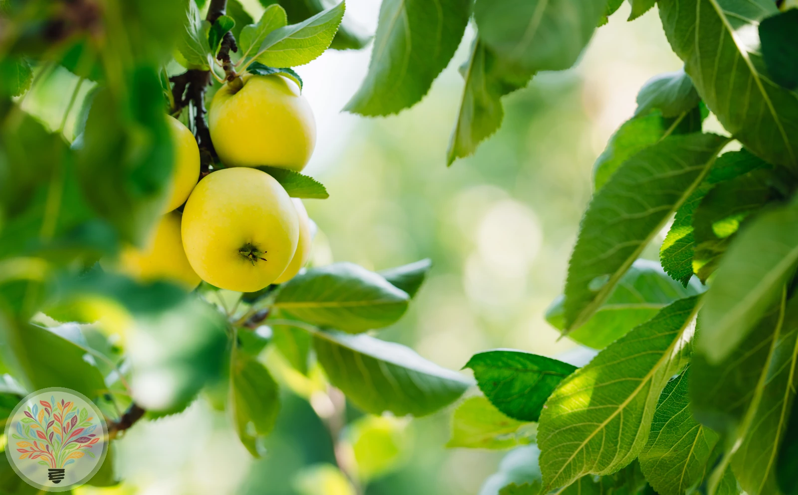 Malus domestica – Afbeelding 20 van 22