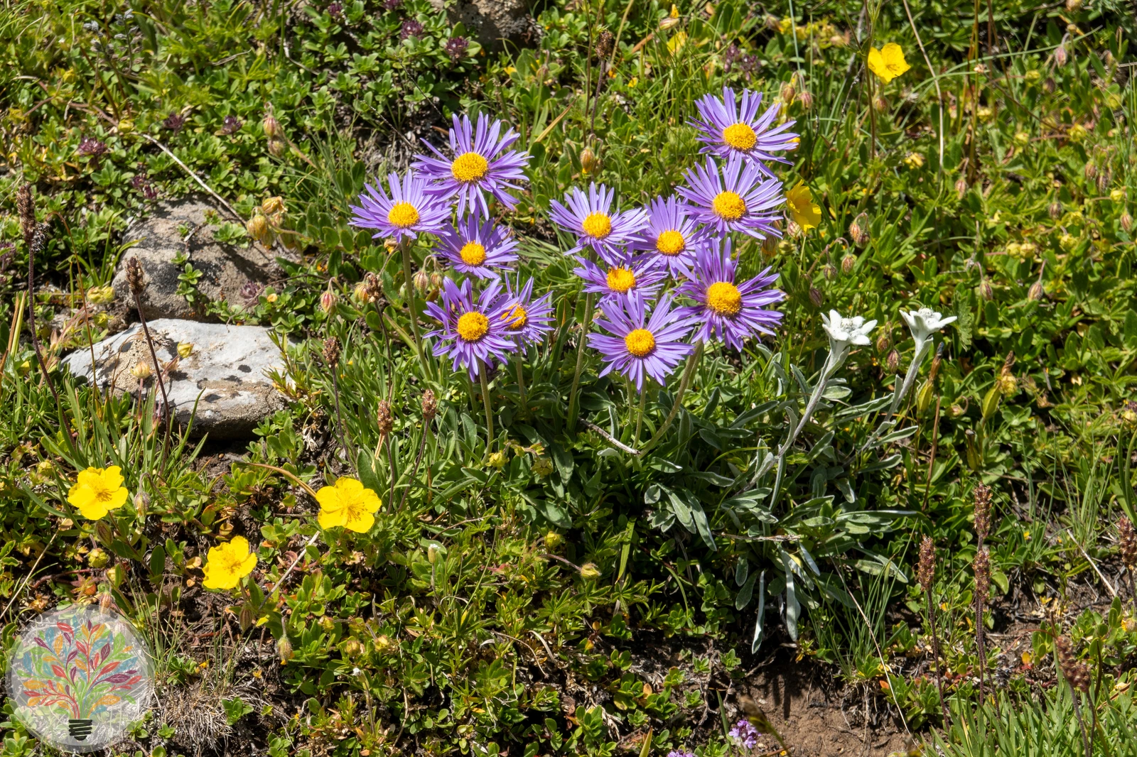 Aster alpinus – Image 2 sur 3
