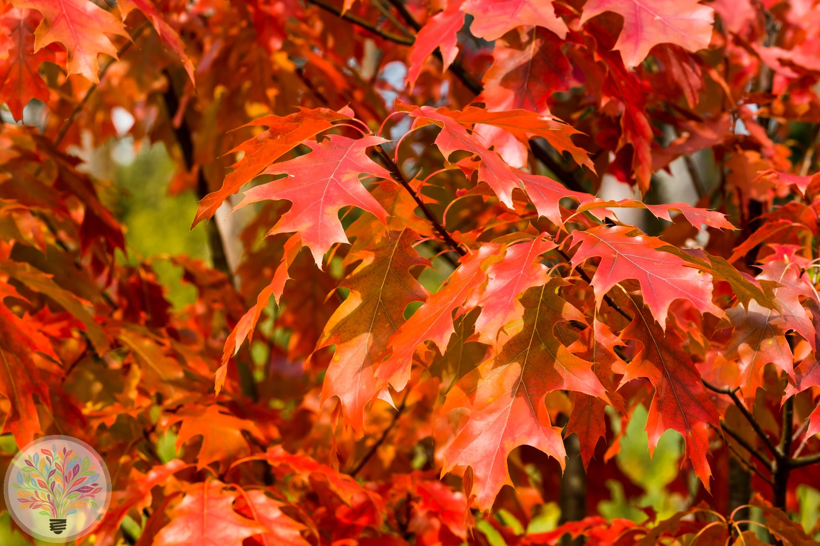 Quercus rubra – Afbeelding 2 van 8