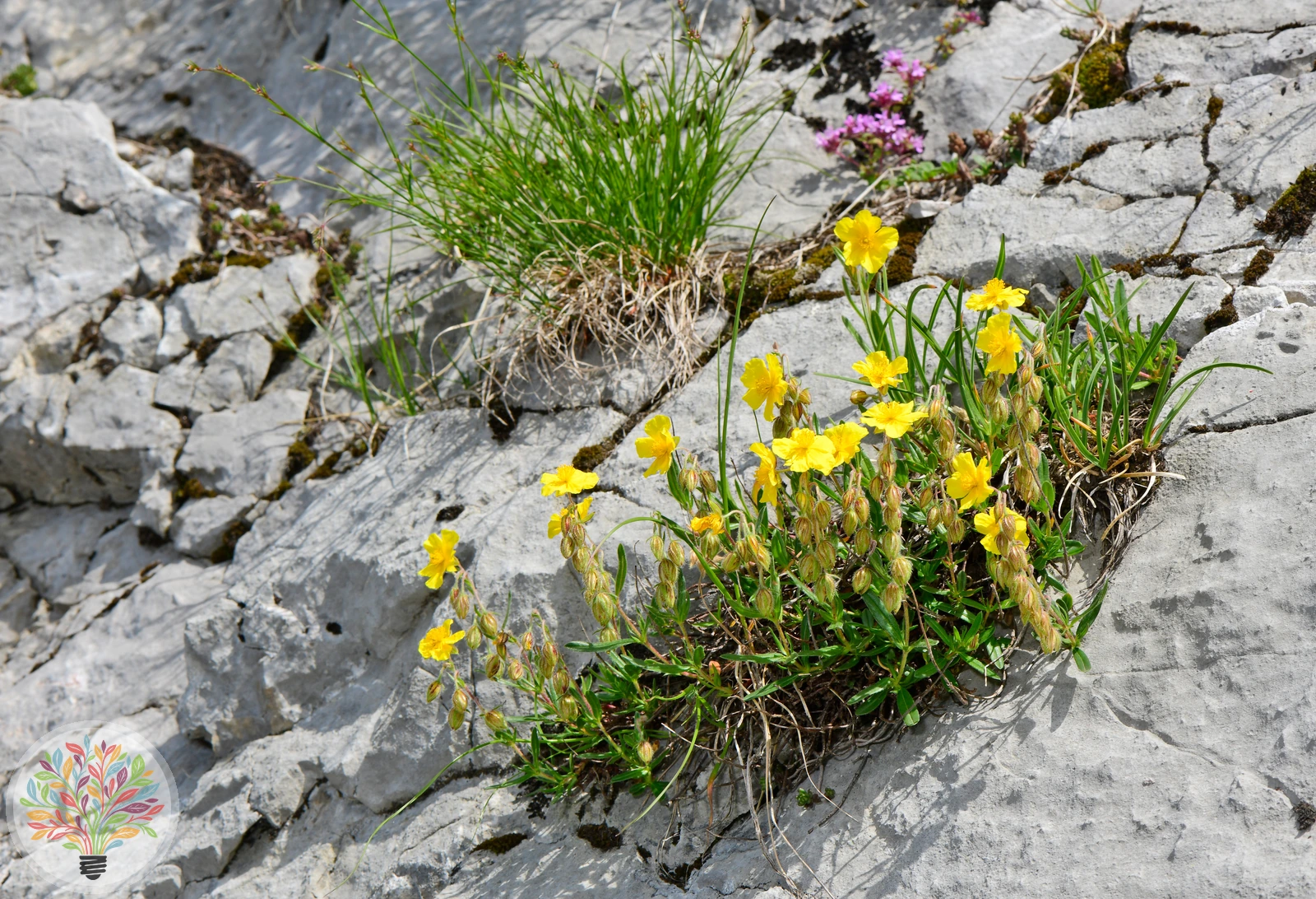 Gewöhnliches Sonnenröschen – Bild 2 von 2