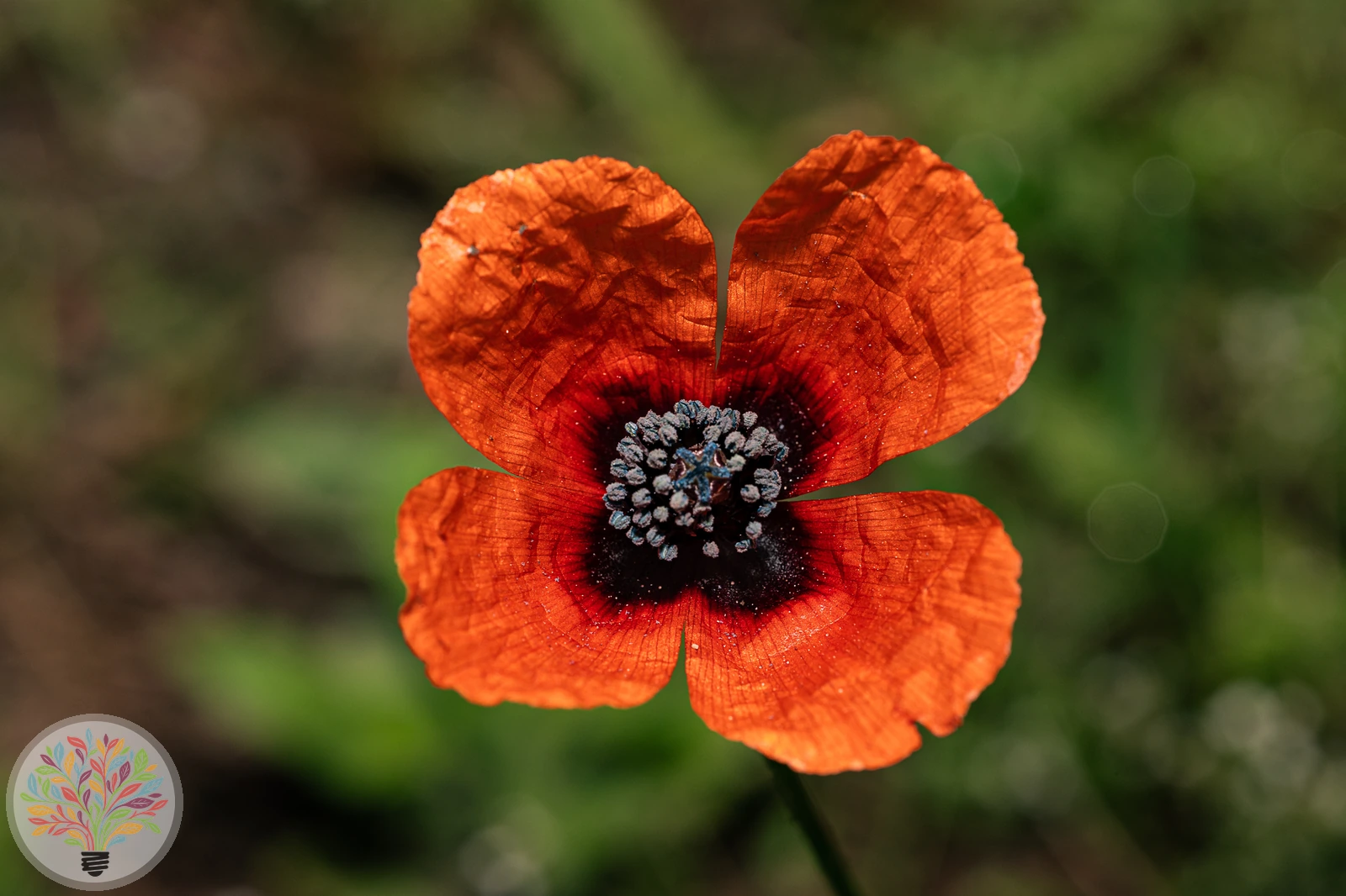 Acker-Mohn – Bild 2 von 2