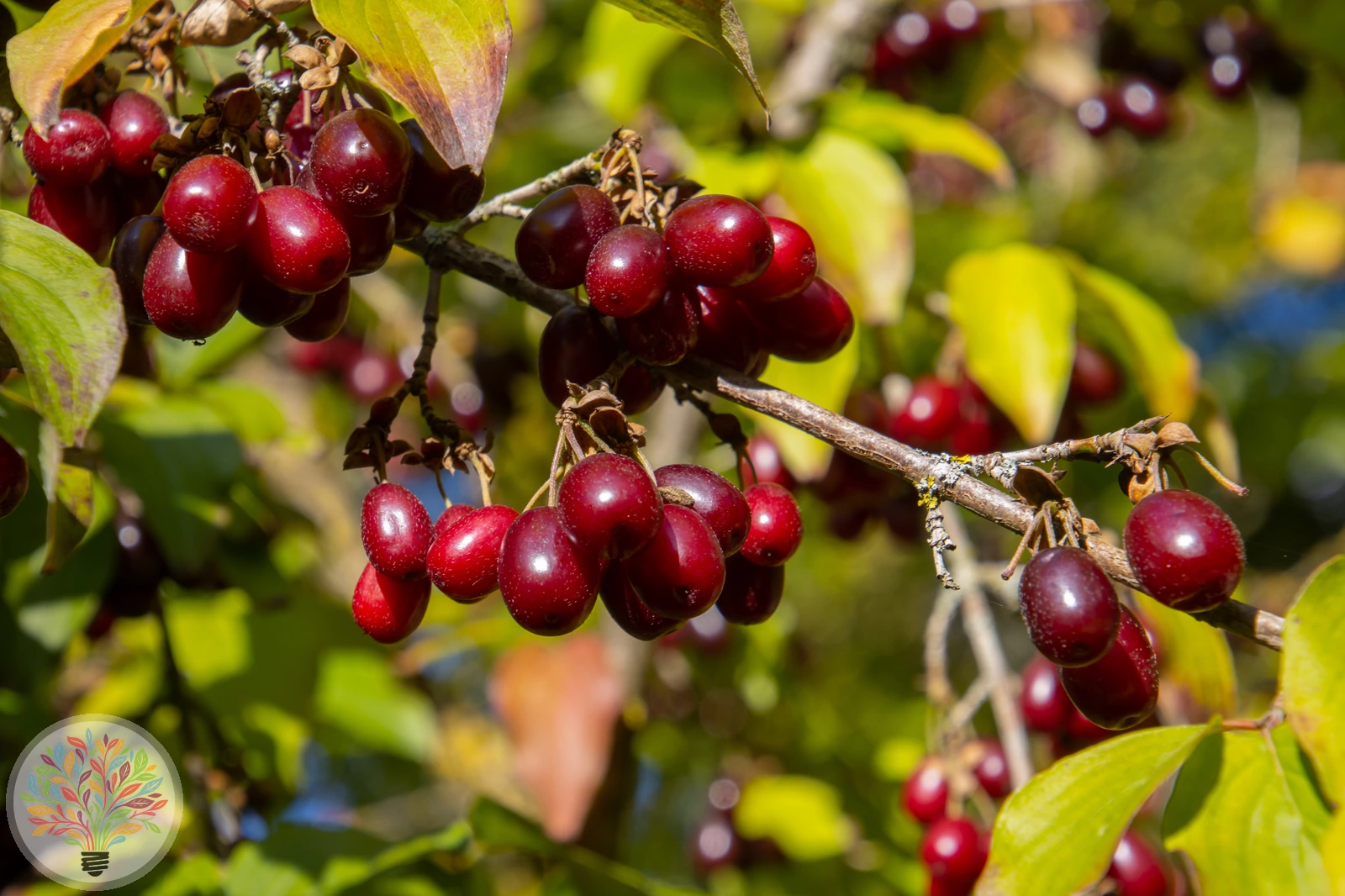 Kornelkirsche – Bild 1 von 2