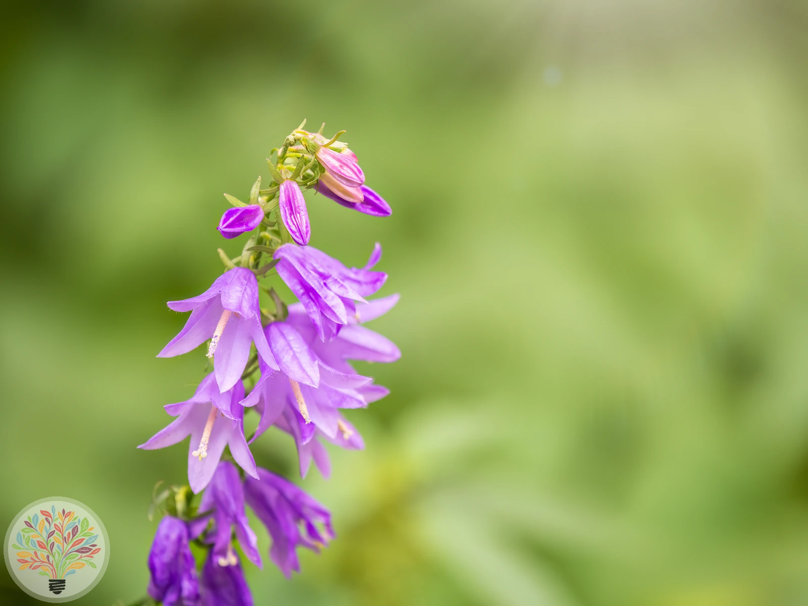 Acker-Glockenblume – Bild 2 von 3