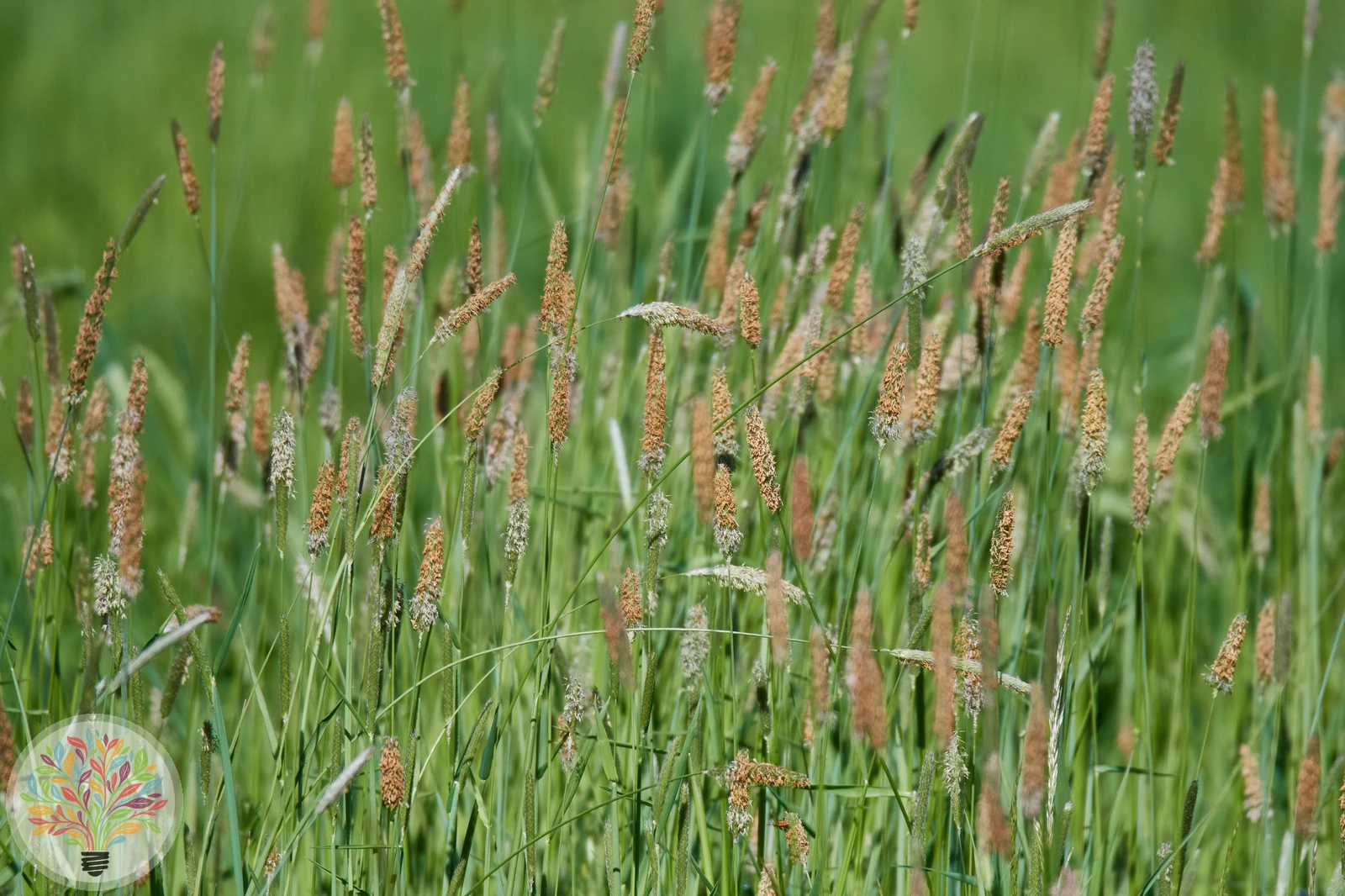Alopecurus pratensis – Afbeelding 2 van 3