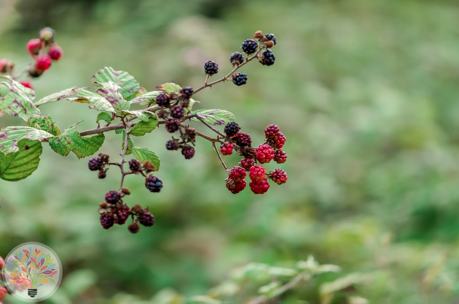 Allegheny-Brombeere – Bild 2 von 2