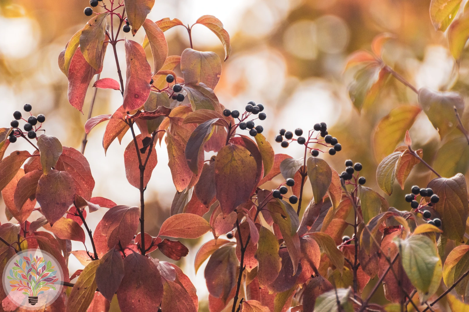 Cornus sanguinea – Bild 5 von 6