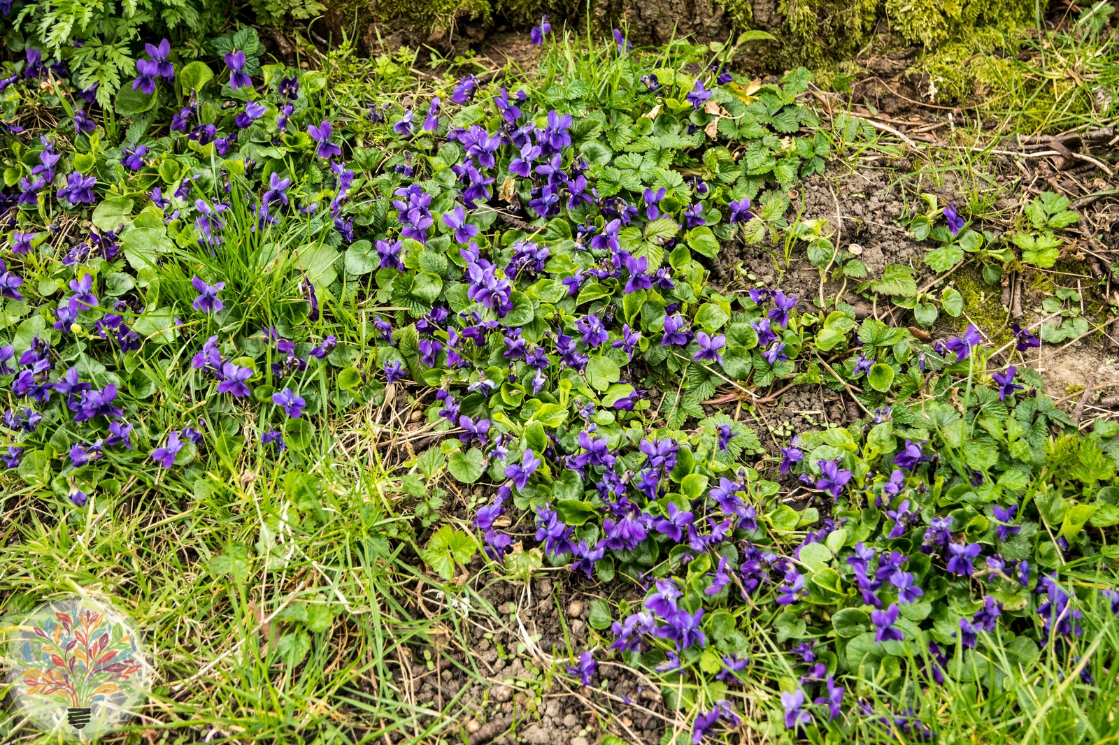 März-Veilchen – Bild