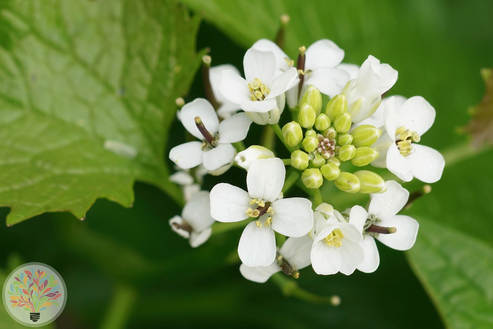 Knoblauchsrauke – Bild 3 von 5