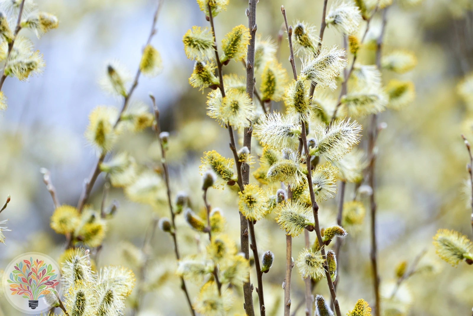 Sal-Weide – Bild 1 von 2