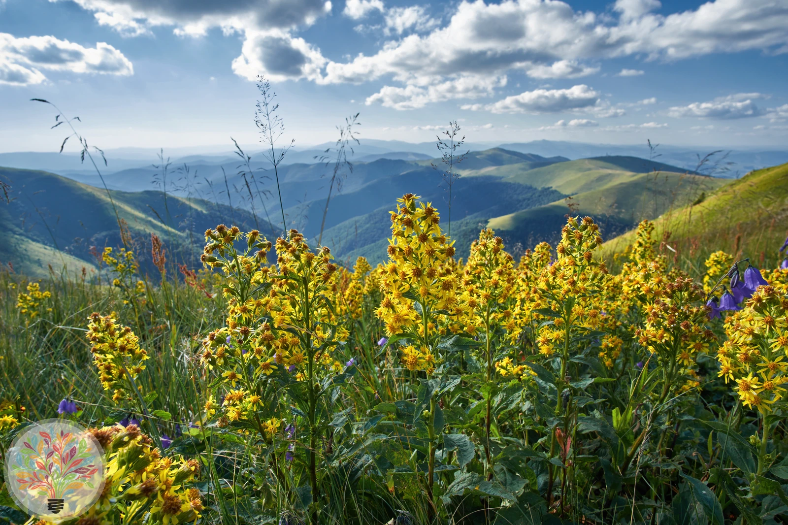 Gewöhnliche Goldrute – Bild 3 von 3