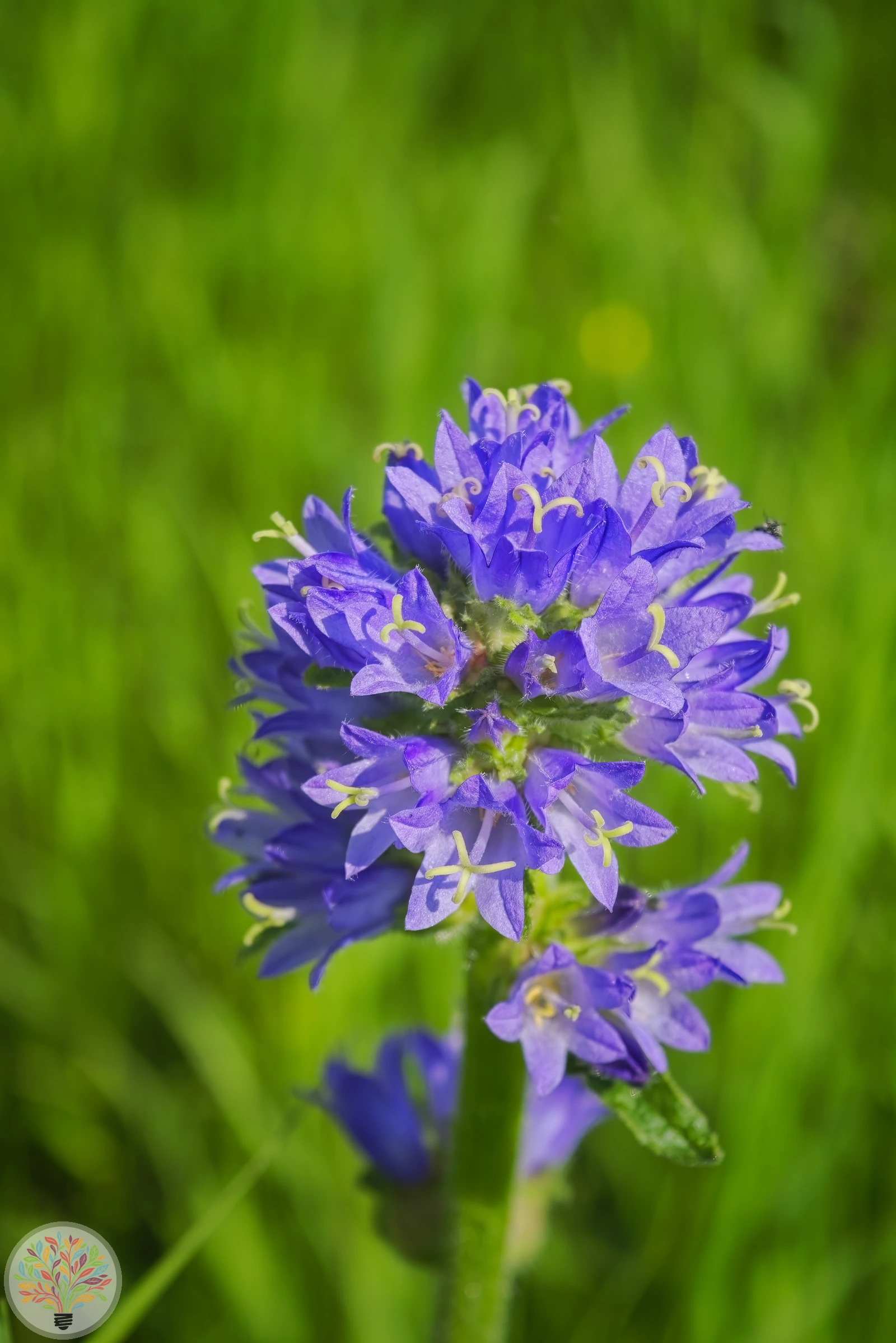 Borstige Glockenblume – Bild 2 von 2