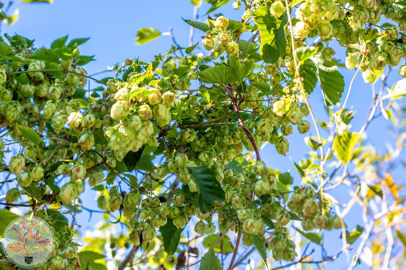 Gewöhnlicher Hopfen – Bild 2 von 2