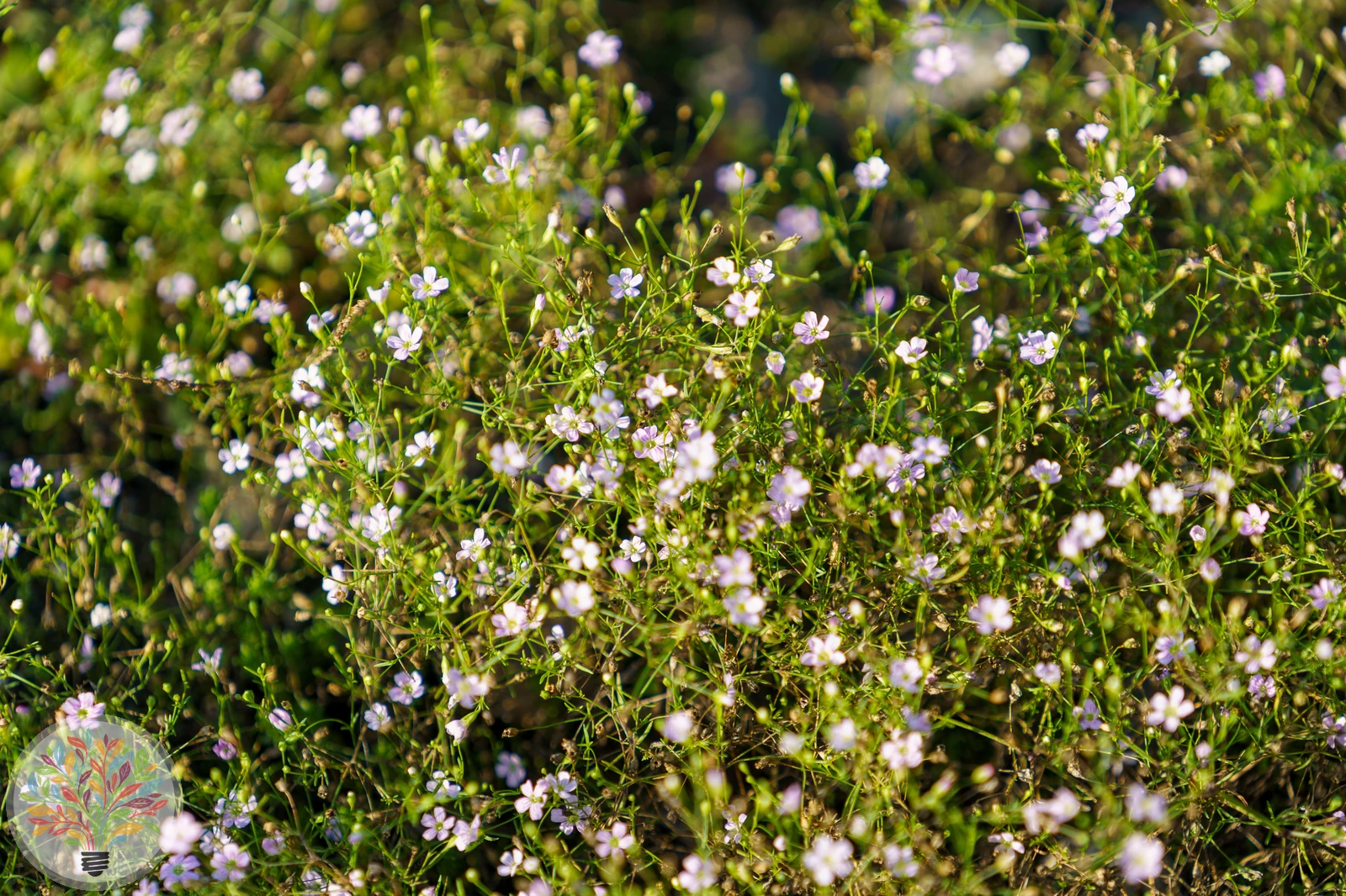 Gypsophila muralis – Image 2 sur 2