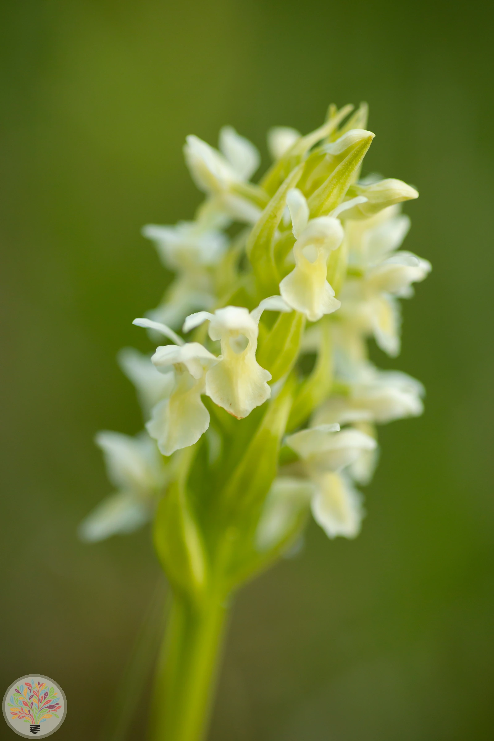 Dactylorhiza incarnata subsp. ochroleuca – Afbeelding 2 van 3