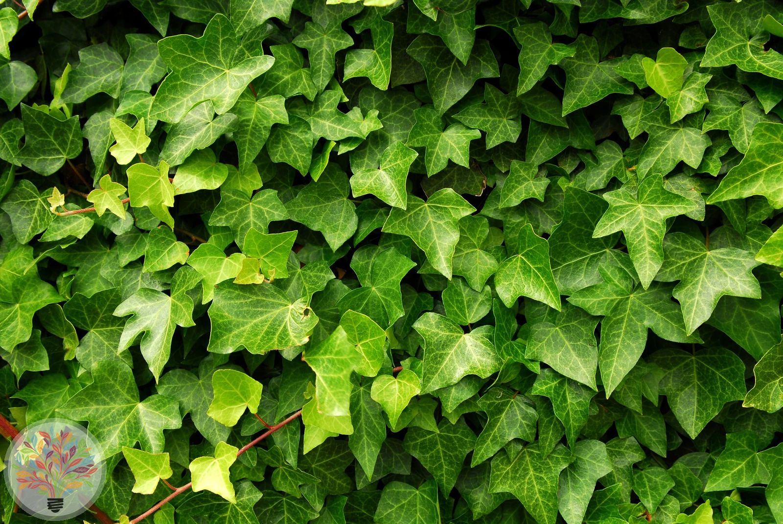 Gewöhnlicher Efeu – Bild 2 von 2