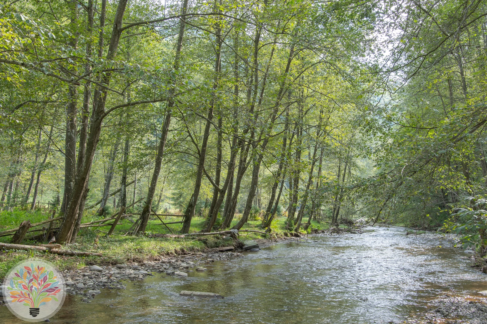Alnus incana – Afbeelding 1 van 8