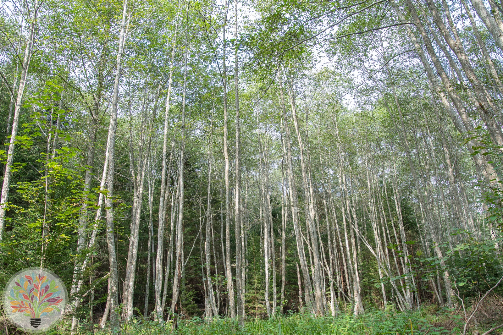 Alnus incana – Afbeelding 7 van 8