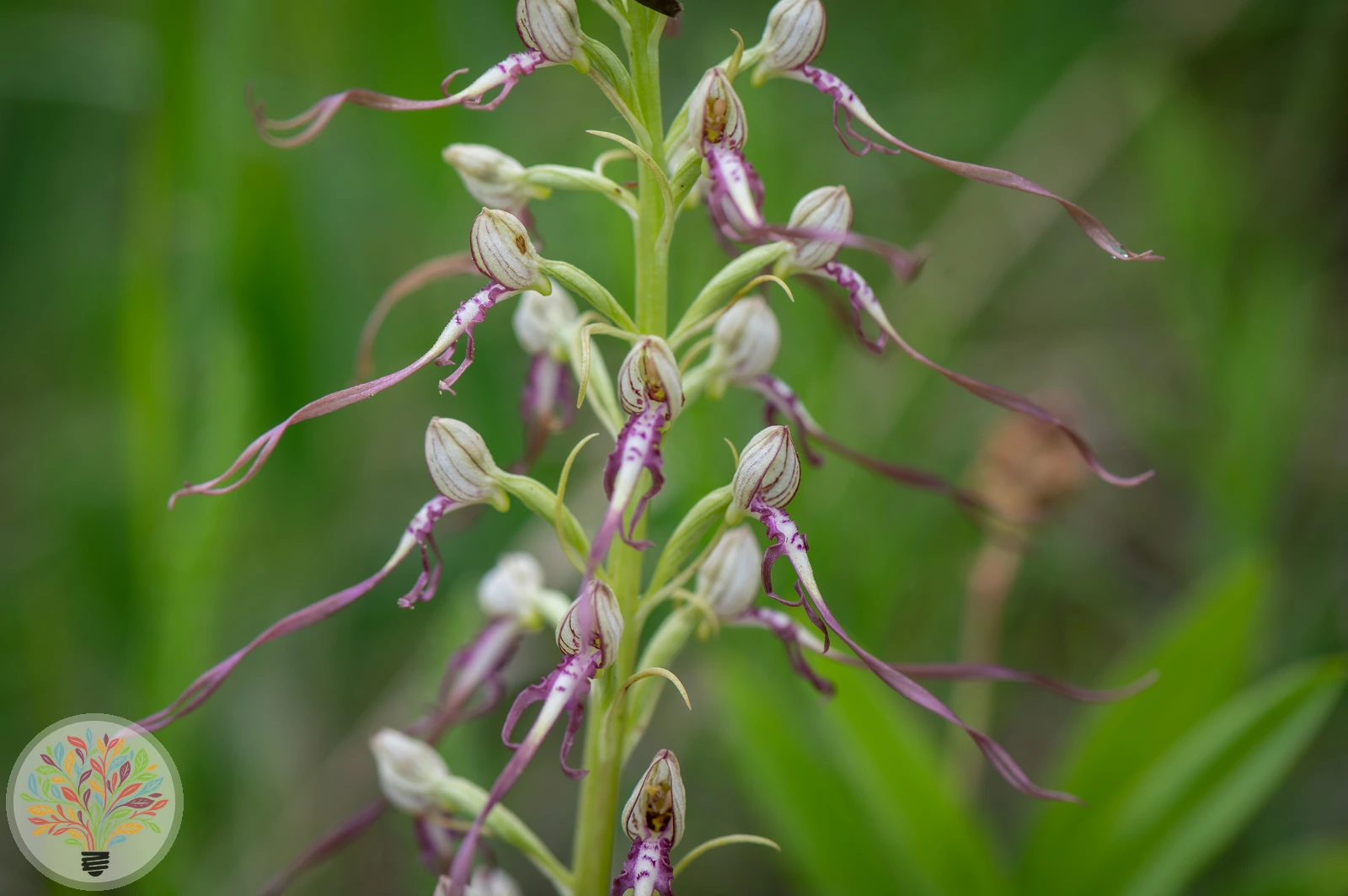 Himantoglossum adriaticum – Image 3 sur 3