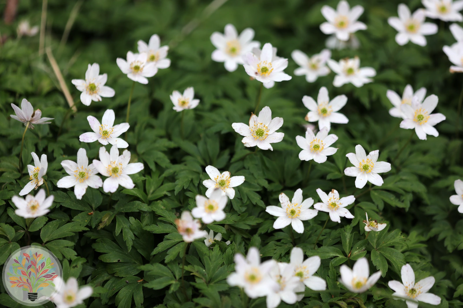 Busch-Windröschen – Bild 2 von 2