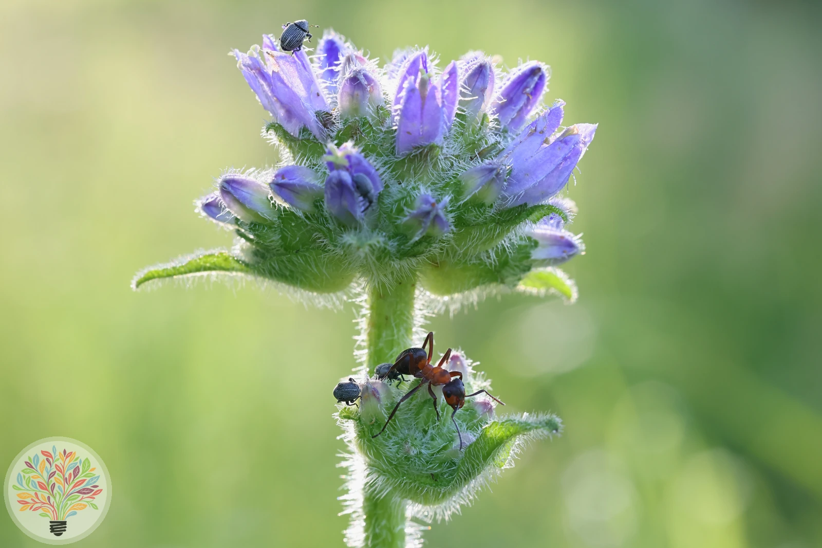 Borstige Glockenblume – Bild 3 von 3
