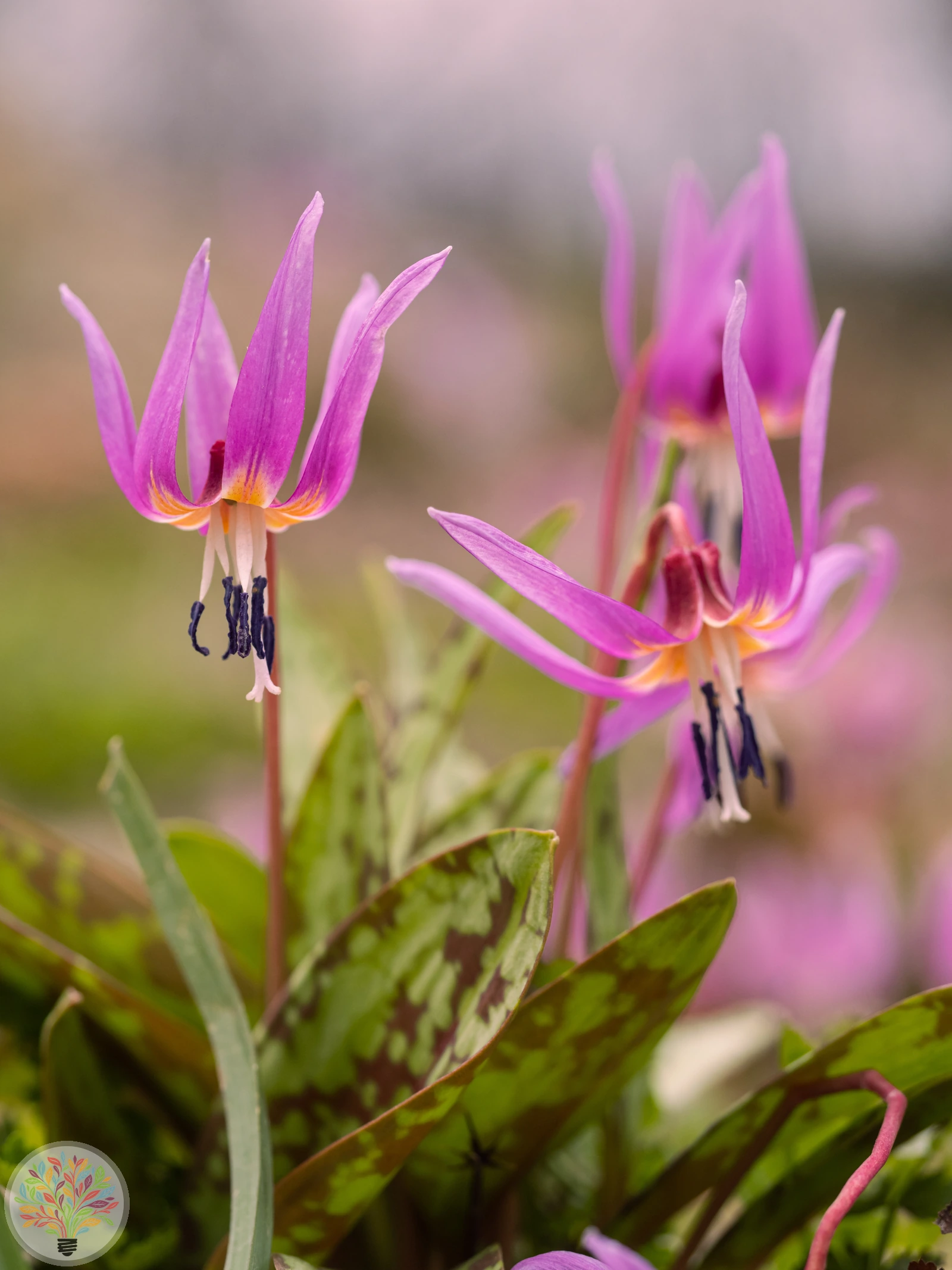 Hunds-Zahnlilie – Bild