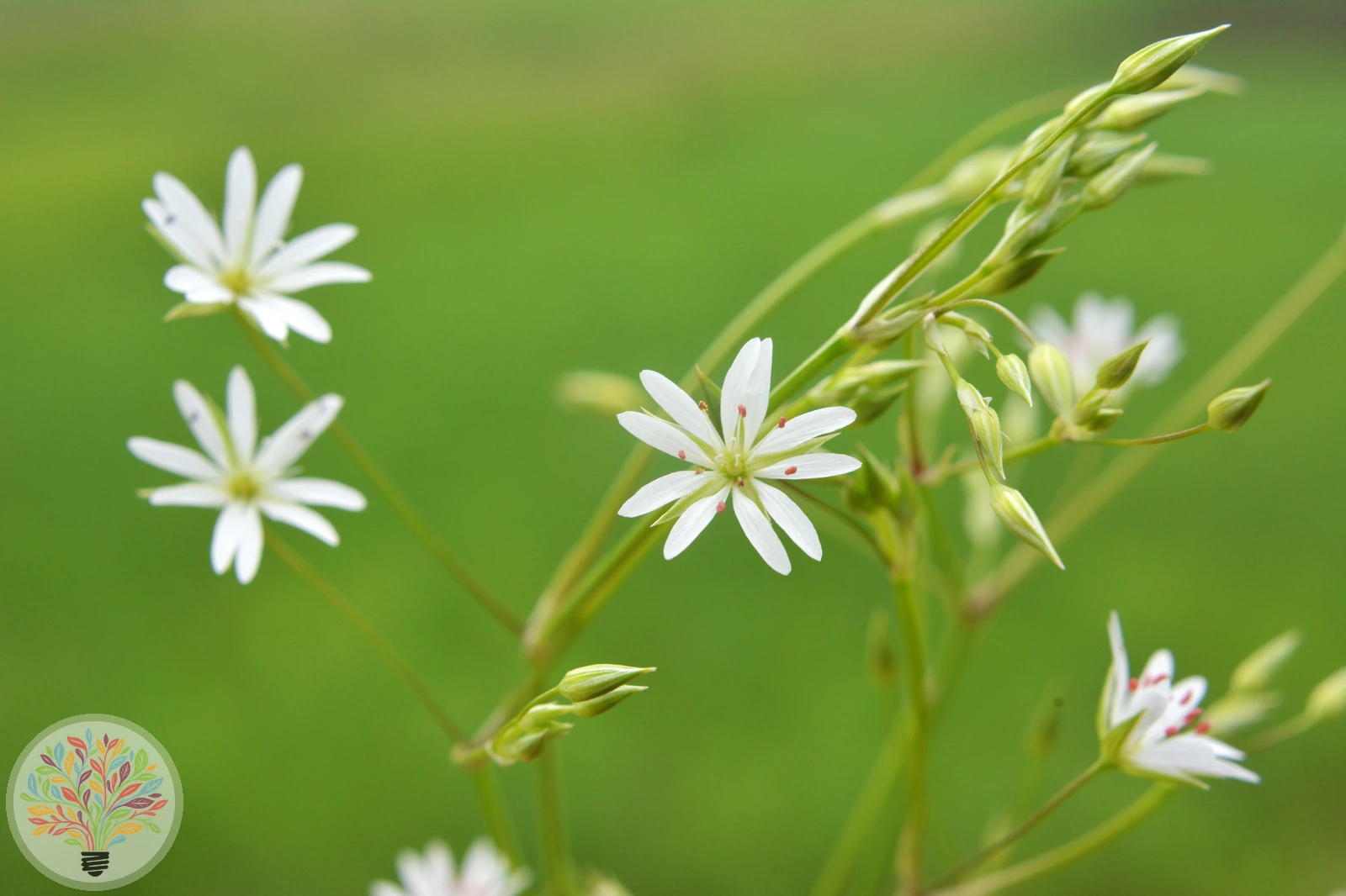 Gras-Sternmiere – Bild 3 von 4