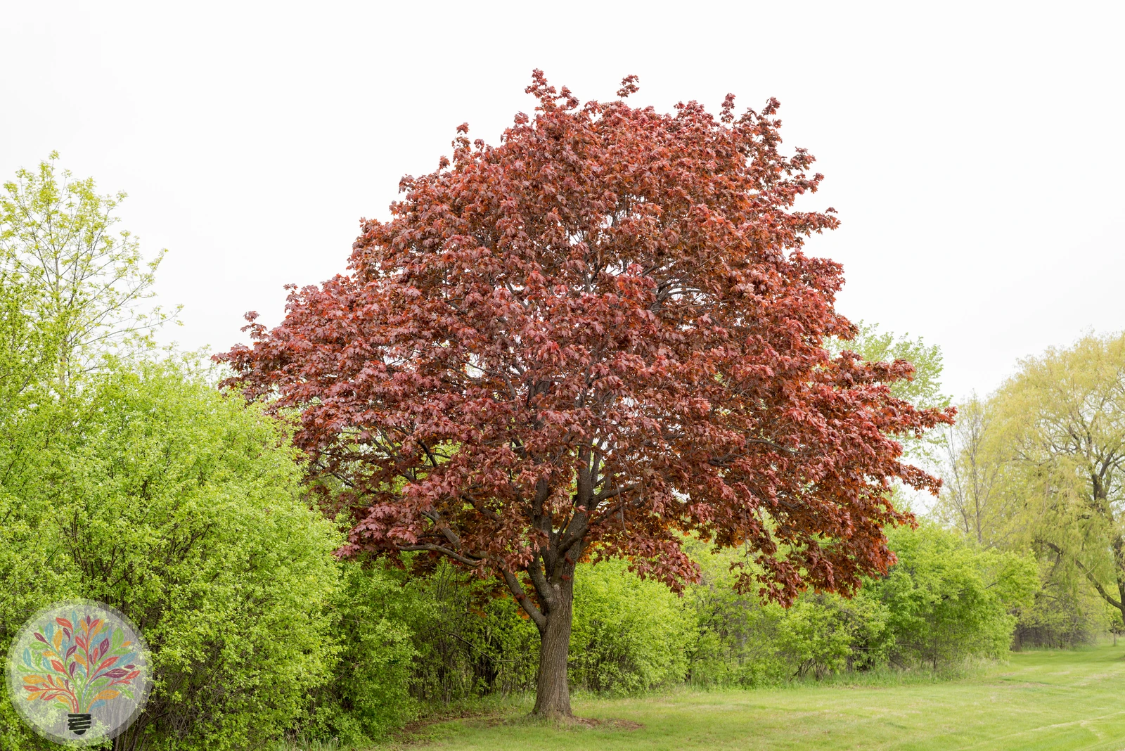Rot-Ahorn – Bild 1 von 2