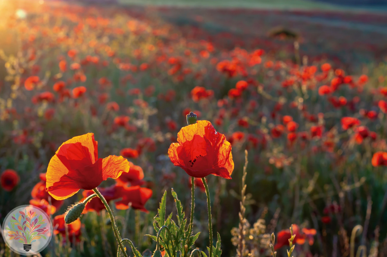 Klatsch-Mohn – Bild 2 von 2