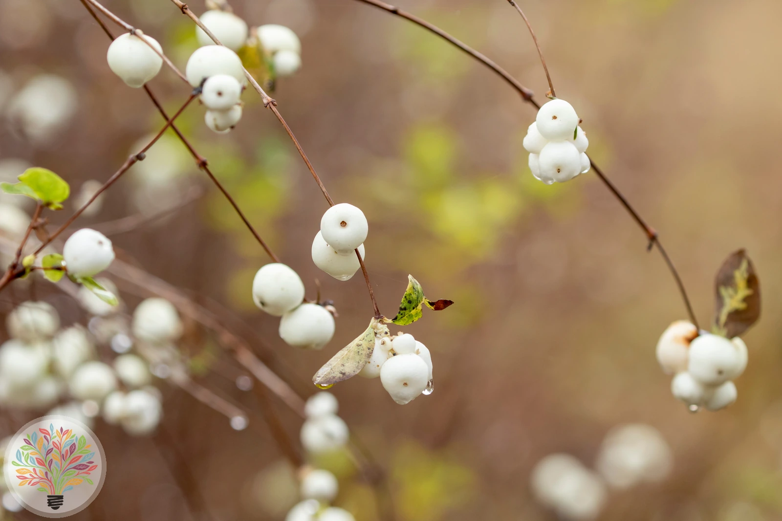 Symphoricarpos albus – Afbeelding 3 van 4