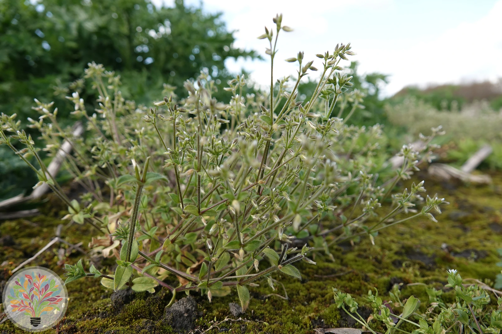 Knäuel-Hornkraut – Bild 2 von 2