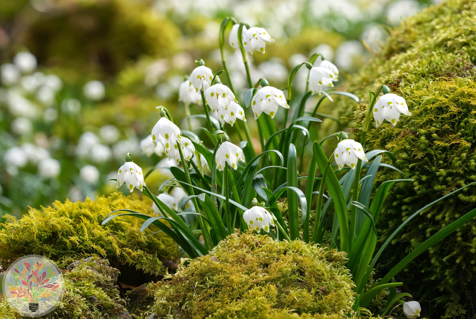Frühlings-Knotenblume – Bild