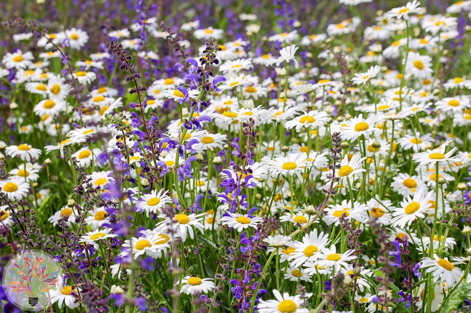 Wiesen-Salbei – Bild 1 von 2