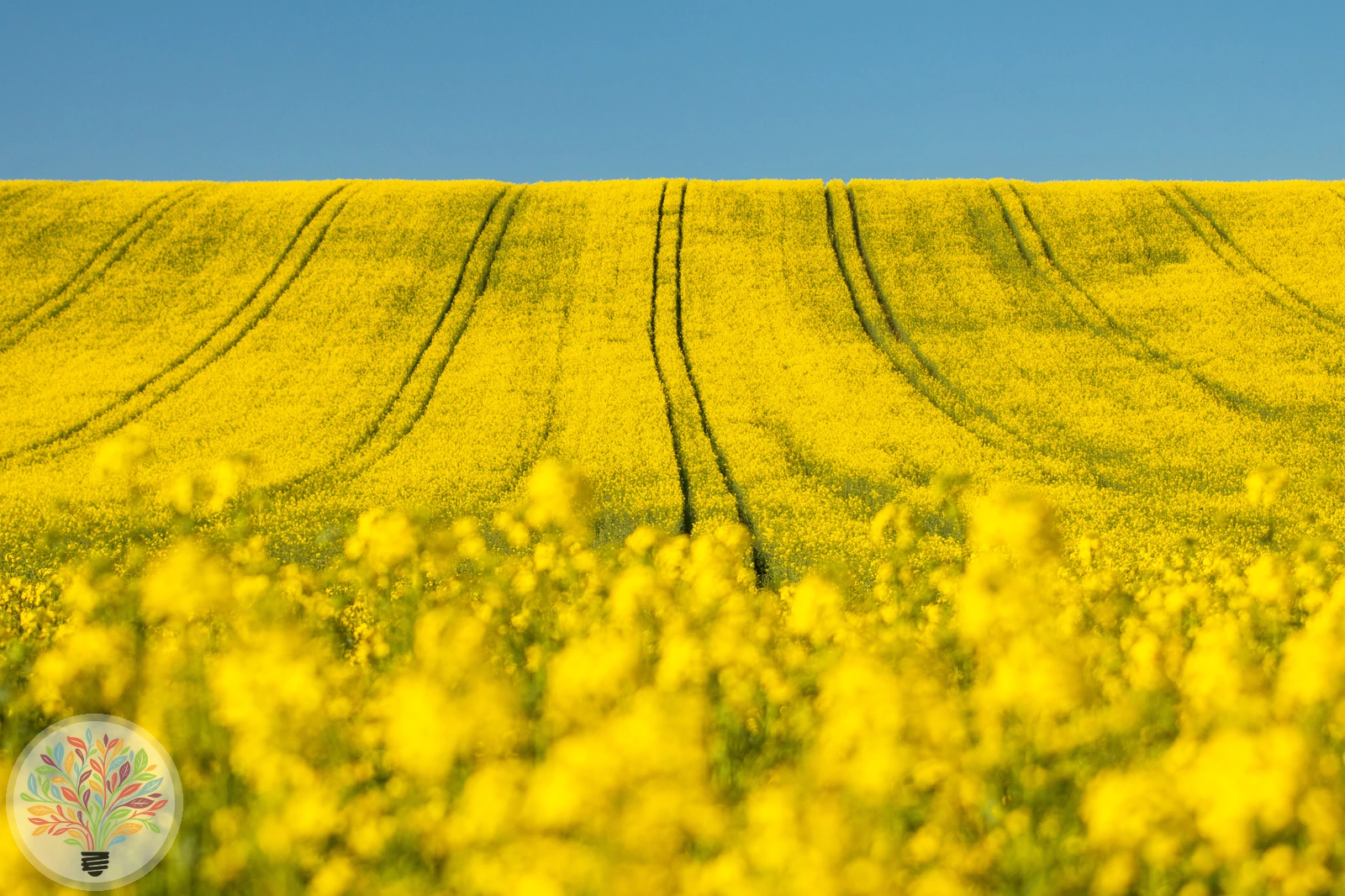 Raps – Bild 3 von 5