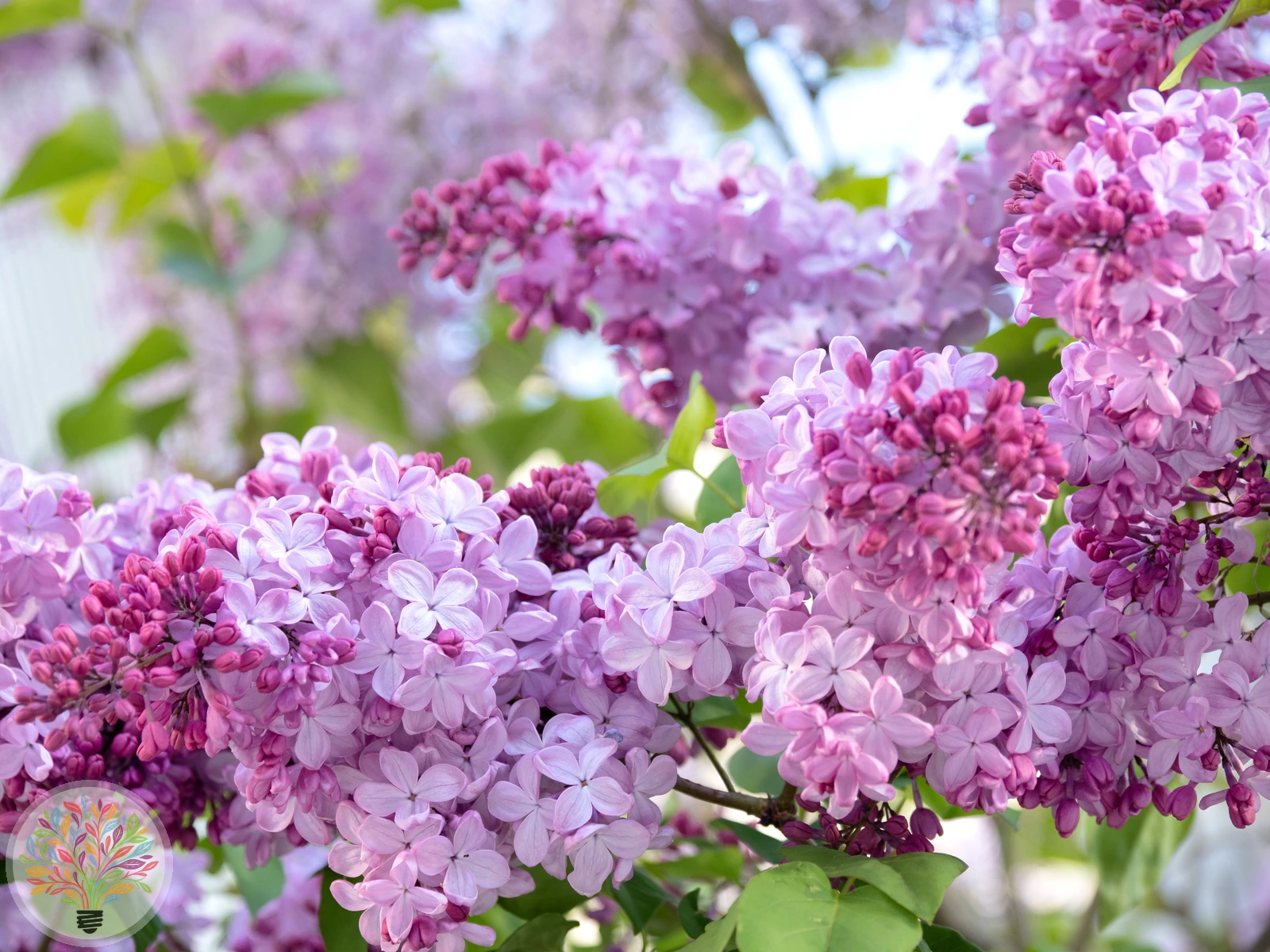 Syringa vulgaris – Afbeelding 1 van 3