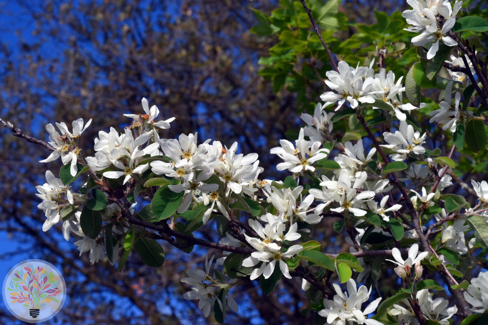 Echte Felsenbirne – Bild