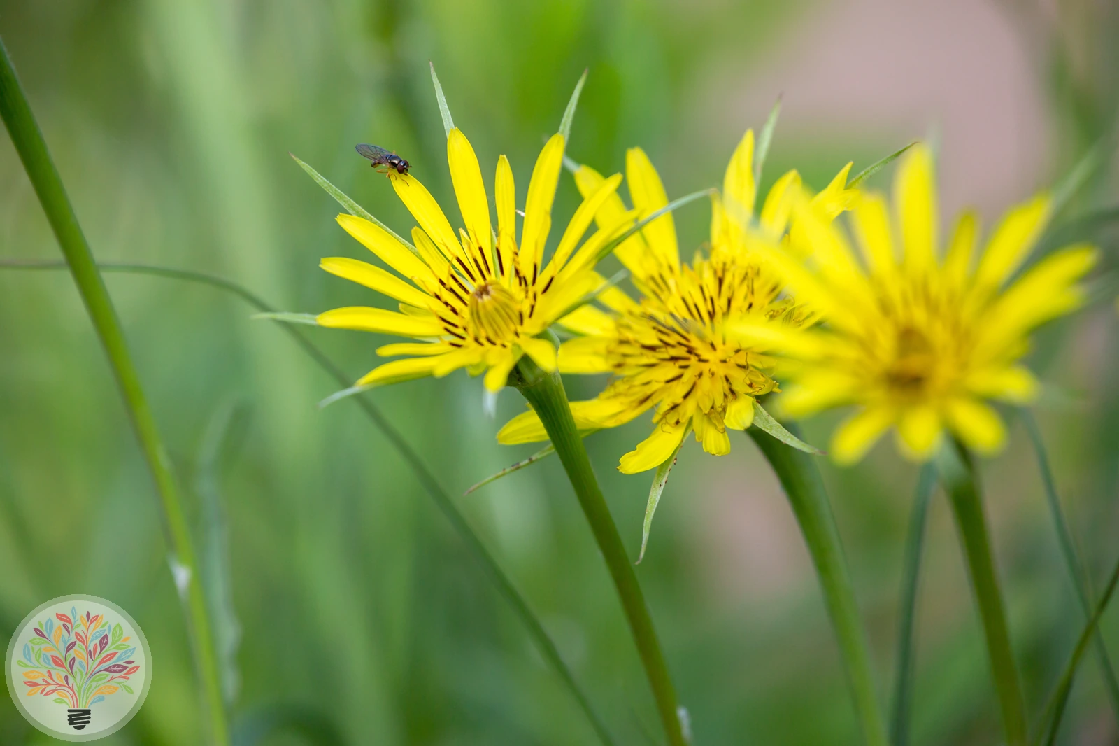 Großer Bocksbart – Bild