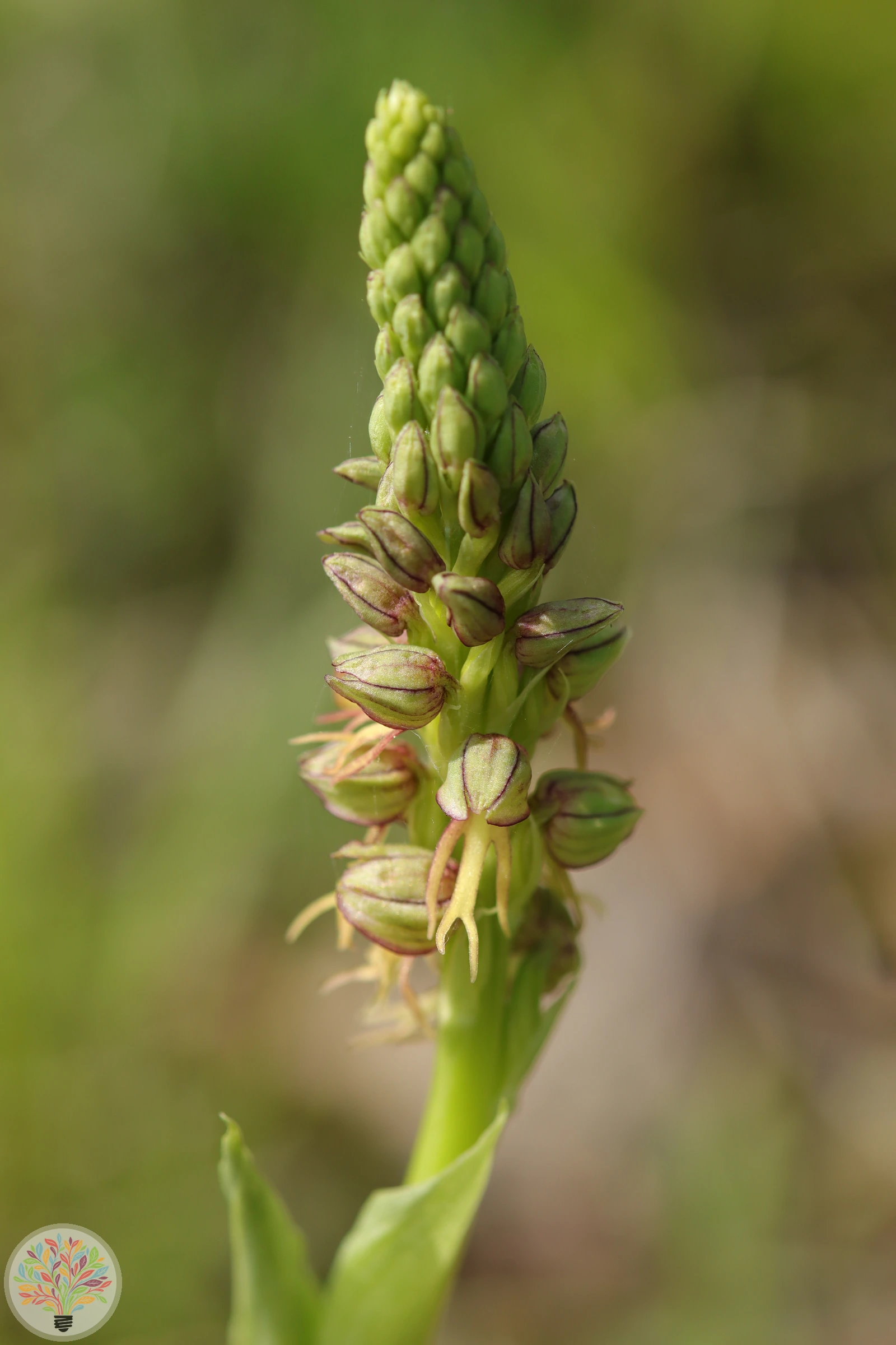 Ohnhorn-Knabenkraut – Bild 2 von 3