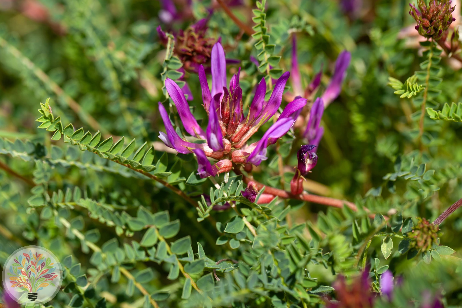 Astragalus monspessulanus – Bild 2 von 3