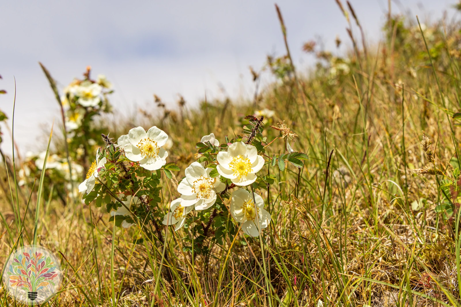 Pimpinell-Rose – Bild 3 von 3