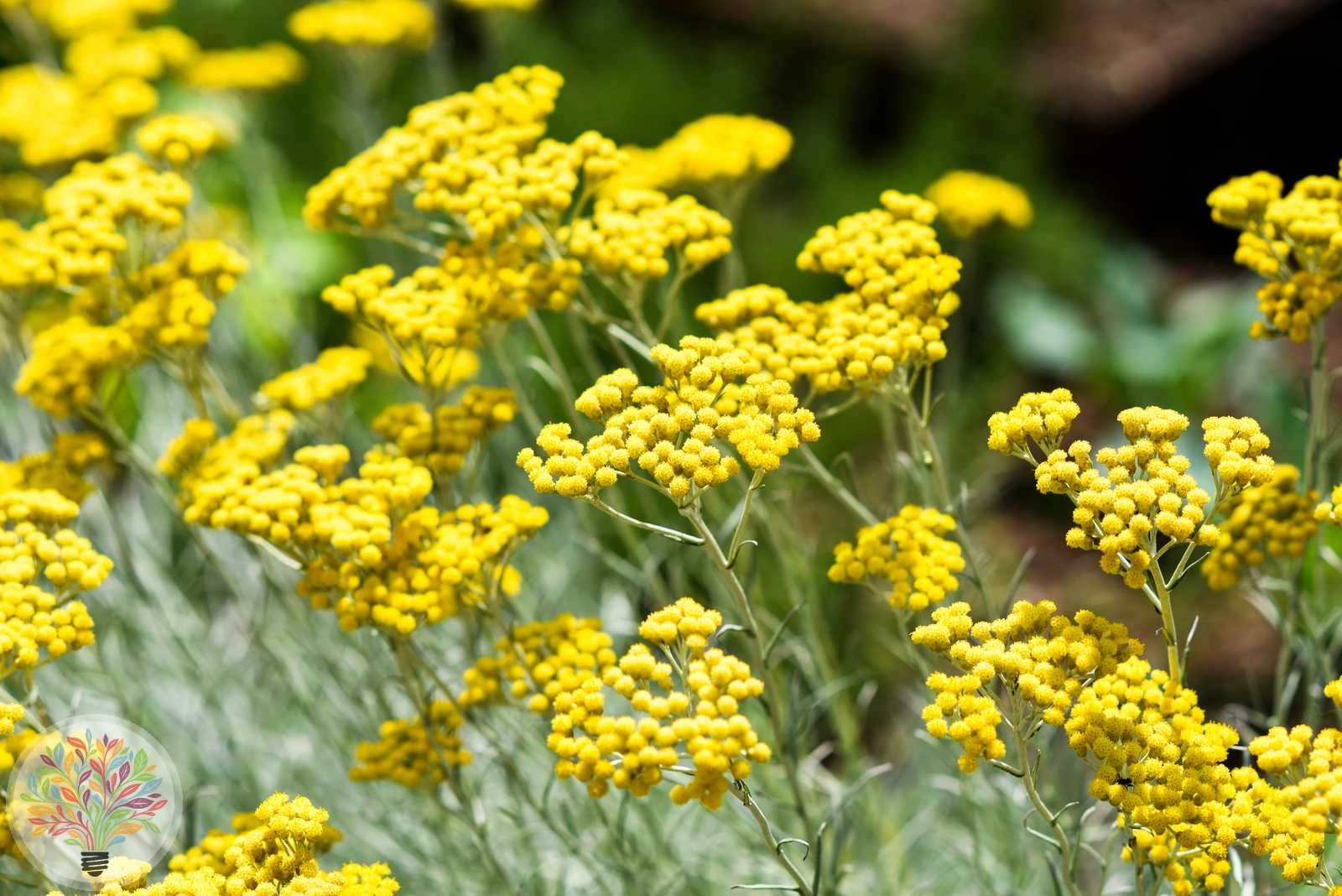 Italienische Strohblume – Bild 2 von 4