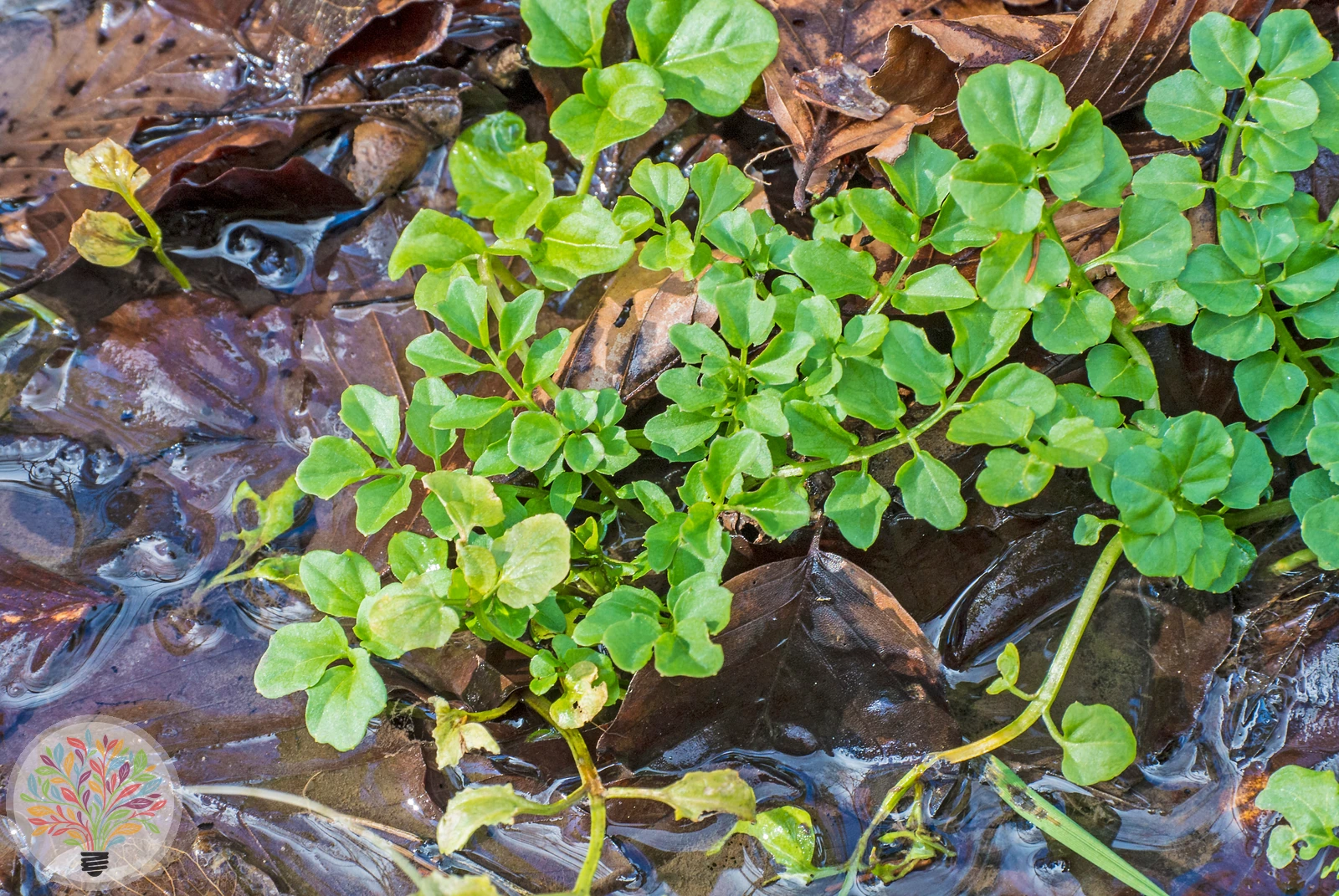 Gewöhnliche Brunnenkresse – Bild 2 von 4
