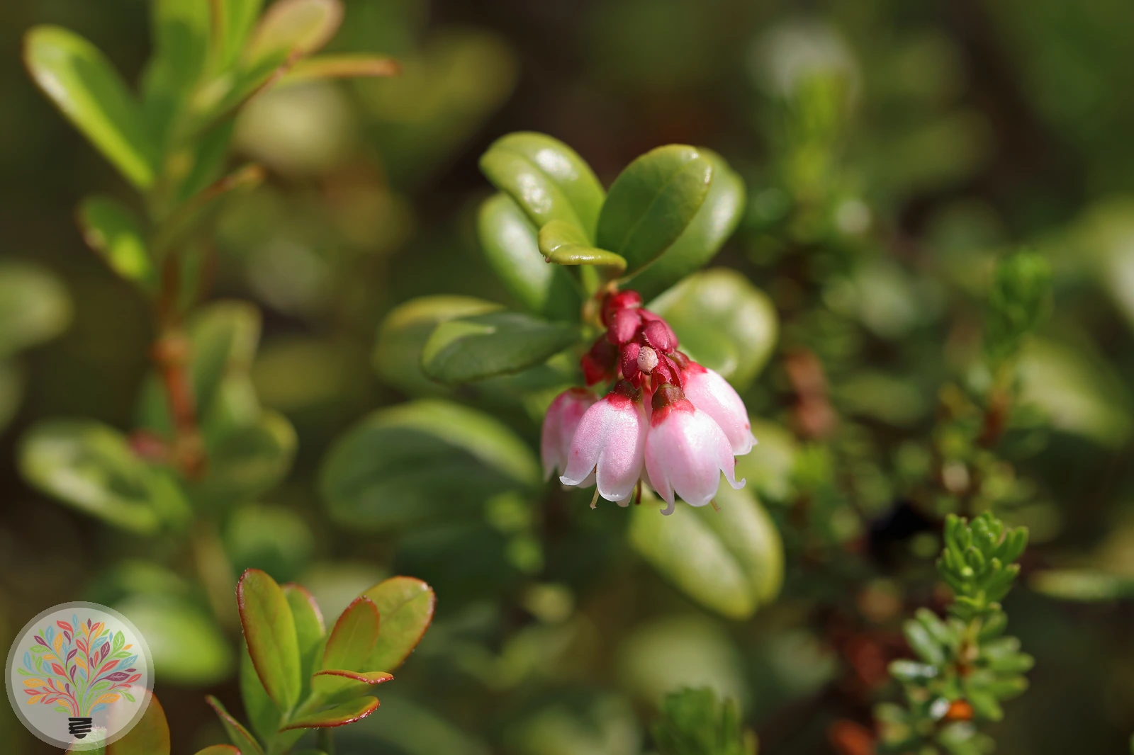 Vaccinium vitis-idaea – Afbeelding 2 van 6